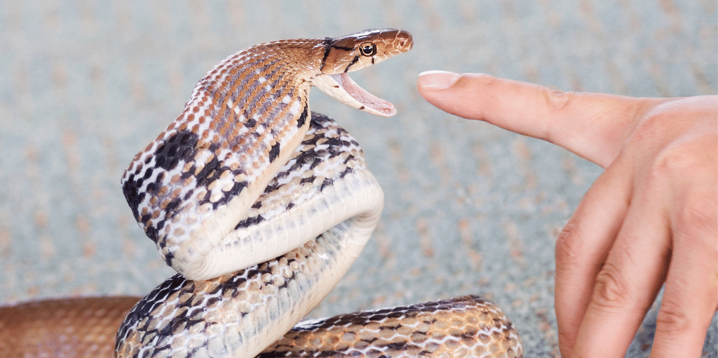 Snake Bite