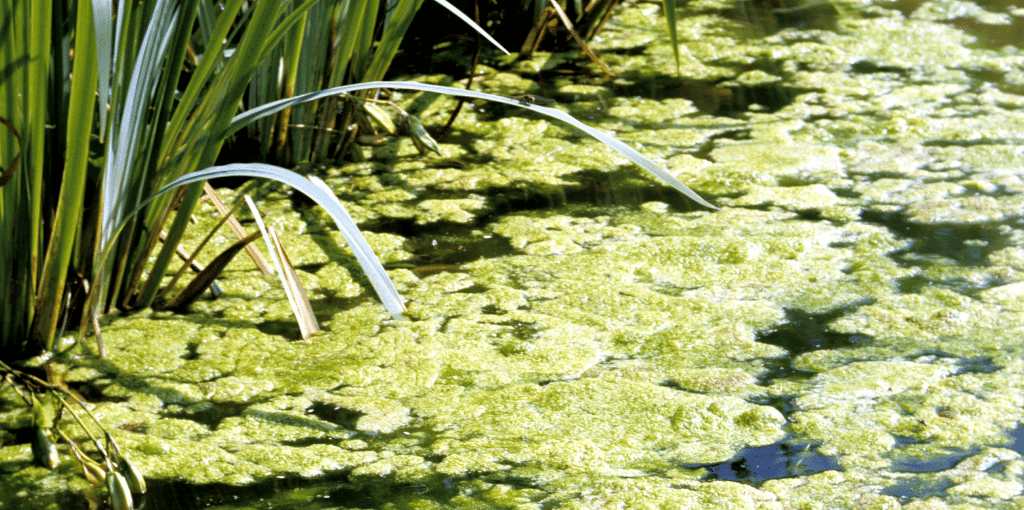 Toxic Algae