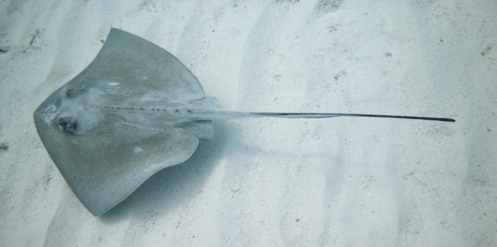 stingray